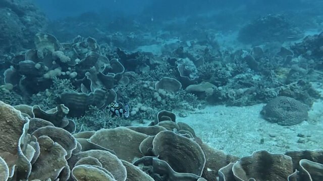 Ocean Tribe Dive Center Siargao