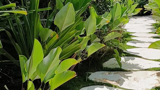 Hoshi Villas Siargao