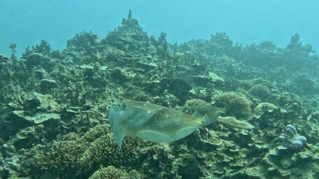 Sea Serenity Diving Center
