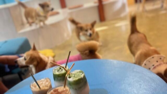 Isla Corgis