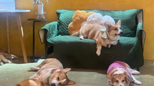 Isla Corgis