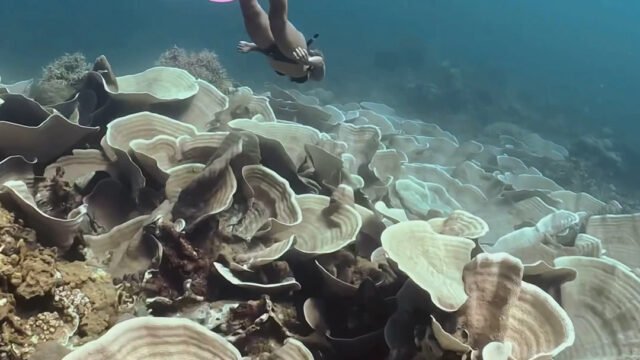 Maximum Freediving Siargao