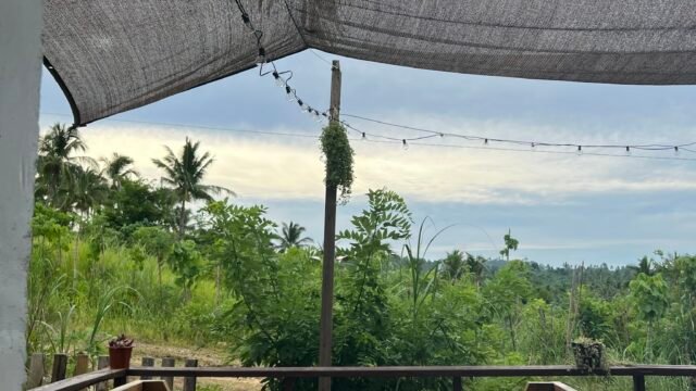 Jungle Cafe