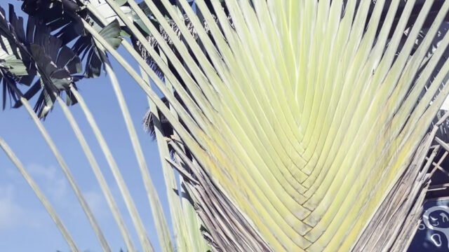 Hostel Bajala Siargao