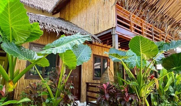 A bamboo house with a thatched roof in Siargao, surrounded by lush tropical plants and large green leaves.