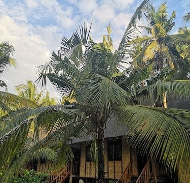 A palm tree stands in front of a wooden house with stairs in Siargao, surrounded by tropical plants and parked motorcycles.