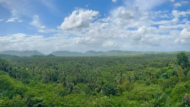 Coconut Road panoramic