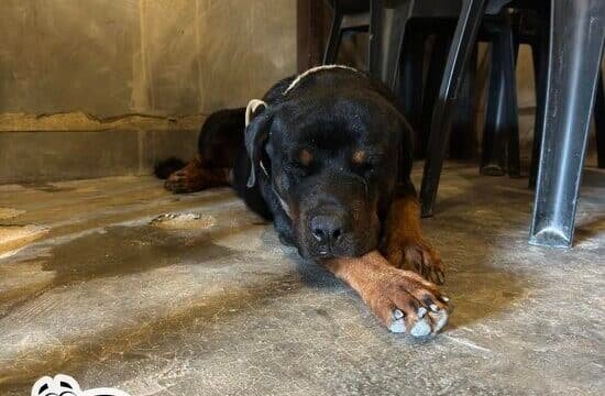 BINGWIT-KUSINA DE SIARGAO