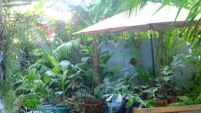 Rose Homestay Siargao