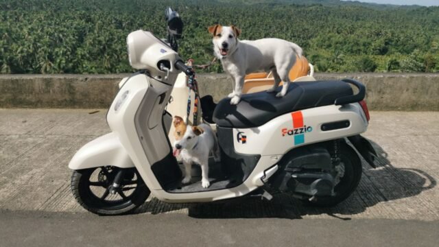 Palm Riders