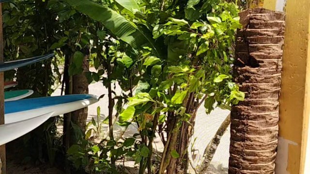 Huna Surf Board Rental