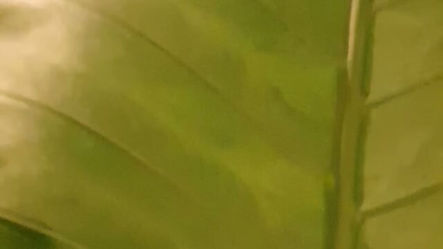 Luna Tres Homestay Siargao